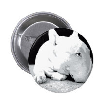Inglês bull terrier, impressão do pop art boton