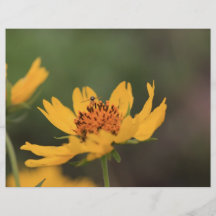 Inseto no insecto amarelo da flor panfleto