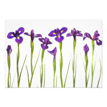 Íris roxas - modelo personalizado flor da íris convite personalizado