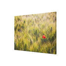 Italia, Toscânia, papoila solitária no trigo de pr Impressão De Canvas Envolvidas