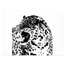 Jaguar que ruje cartoes postais