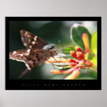 JARDIM DA BORBOLETA POSTER