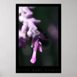Jardim Posters