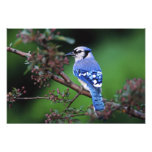 Jay azul, cristata 2 de Cyaoncitta Fotos