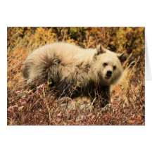 Júnior do urso cartão