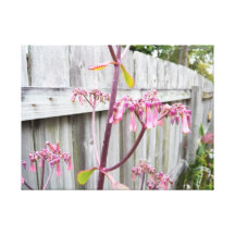 Kalanchoe Daigremontina contra a cerca de madeira Impressão Em Tela Canvas