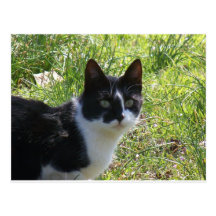 katt do gatinho cartões postais