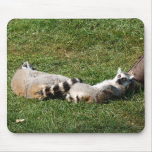 Katta com o sono de meio-dia mousepad