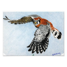 kestrel americano foto artes