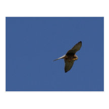 Kestrel, Turmfalke, tinnunculus do falco Cartoes Postais