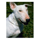 Kije, bull terrier cartão postal