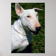 Kije, bull terrier posters
