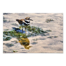 Kildeer refletiu na água fotos