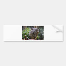 Koala Adesivo