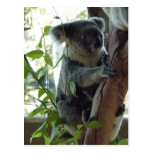 Koala Cartões Postais