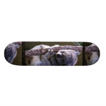 Koala no skate da árvore