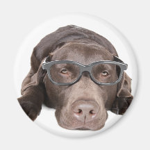 Labrador inteligente imas
