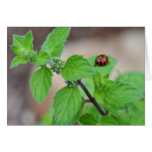 LadyBug-0079 Cartão