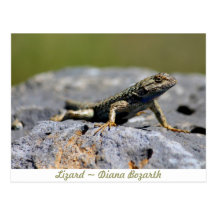 Lagarto Cartões Postais