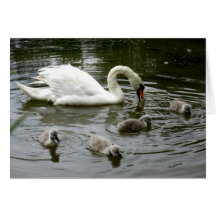 Lago swan - cartão