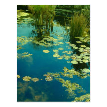 Lagoa de Koi Cartoes Postais