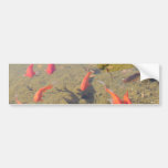 Lagoa do peixe dourado adesivos