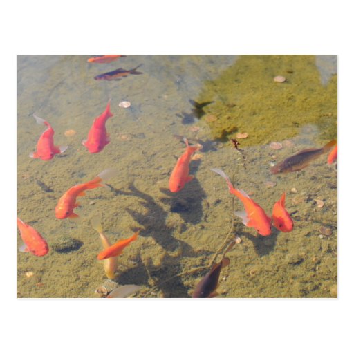 Lagoa do peixe dourado cartao postal