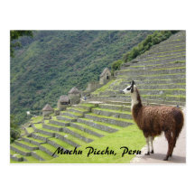 lama peruano cartao postal