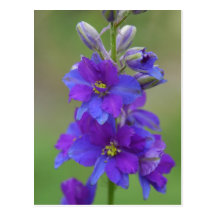 Larkspur bicolor cartao postal