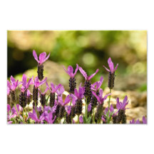 Lavanda francesa foto artes