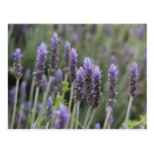 Lavendar roxo cartões postais