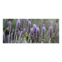 Lavendar roxo convites personalizados