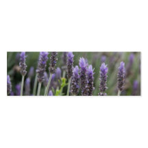 Lavendar roxo modelo de cartões de visita