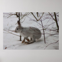 Lebre de sapato de neve posteres