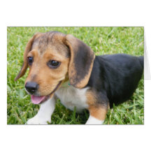 Lebreiro Puppie Cartão