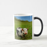 Leitão Caneca