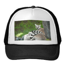 Lemurs Boné