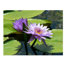 Libélula Lotus Cartoes Postais