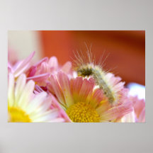Lil Caterpillar Poster