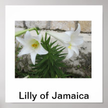 Lilly de meu jardim posters