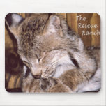 Lince canadense mouse pads