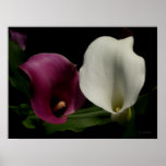 Lírios de Calla brancos roxos Poster
