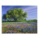 Live Oak & pincel de Texas, e Texas Foto