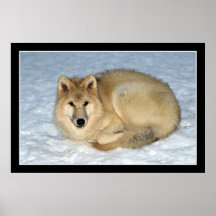 Lobo ártico da foto (lobo polar, lobo branco) impressão