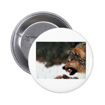 Lobo Boton