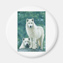 LOBO BRANCO IMA DE GELADEIRA