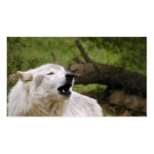 Lobo cinzento 2 do urro cartoes de visitas