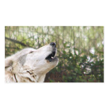 Lobo cinzento do urro cartão de visita