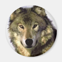Lobo cinzento imas