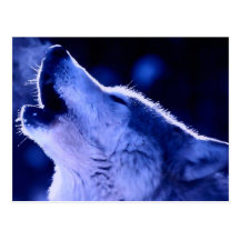 Lobo do urro cartao postal